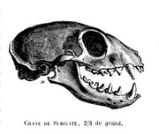 Suricateskull