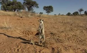 Stumpy, Bananas and Ren, Meerkat Manor