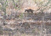 Two Baobab meerkats foraging