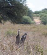 Baobab meerkat on sentry duty