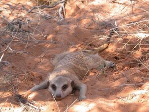 Ayarbee resting in shade