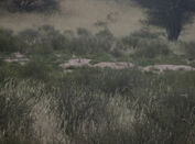 Baobab Babysitters seen from Big Dune