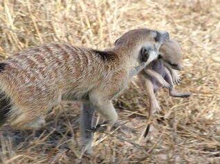 Meerkat burrow move(Nomads group)