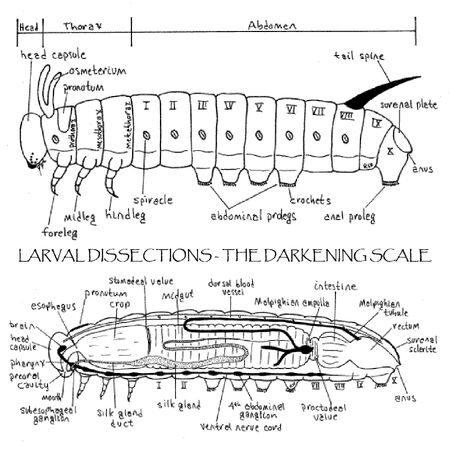 Larval dissections front