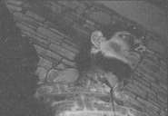 DuckStaber.png (181 KB) Candid photo of the Duck Stabber