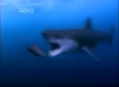 Megalodon | Mega Predators Wiki | Fandom
