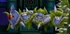 Rockman X DiVE Togerics Blue