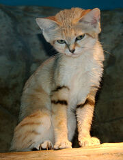 Sand Cat