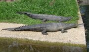 Gharial