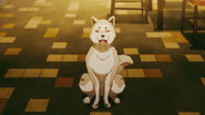 Koromaru waiting for food