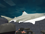 Blacktip Reef Shark
