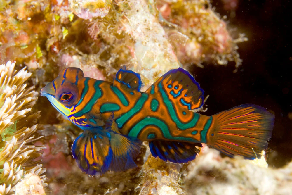 Mandarinfish Preferred Water Temperature: Ultimate Care Guide