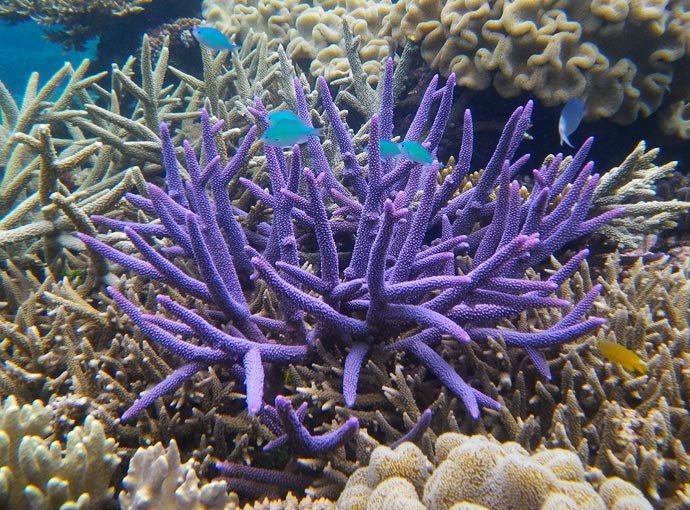 Purple Staghorn coral is one of the species of coral that you'll regularly  see at most of our snorkel sites on the reef. One of the fast