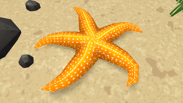 Common starfish - Wikipedia
