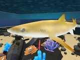 Lemon Shark