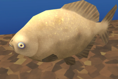 Ripsaw Catfish, Megaquarium Wiki