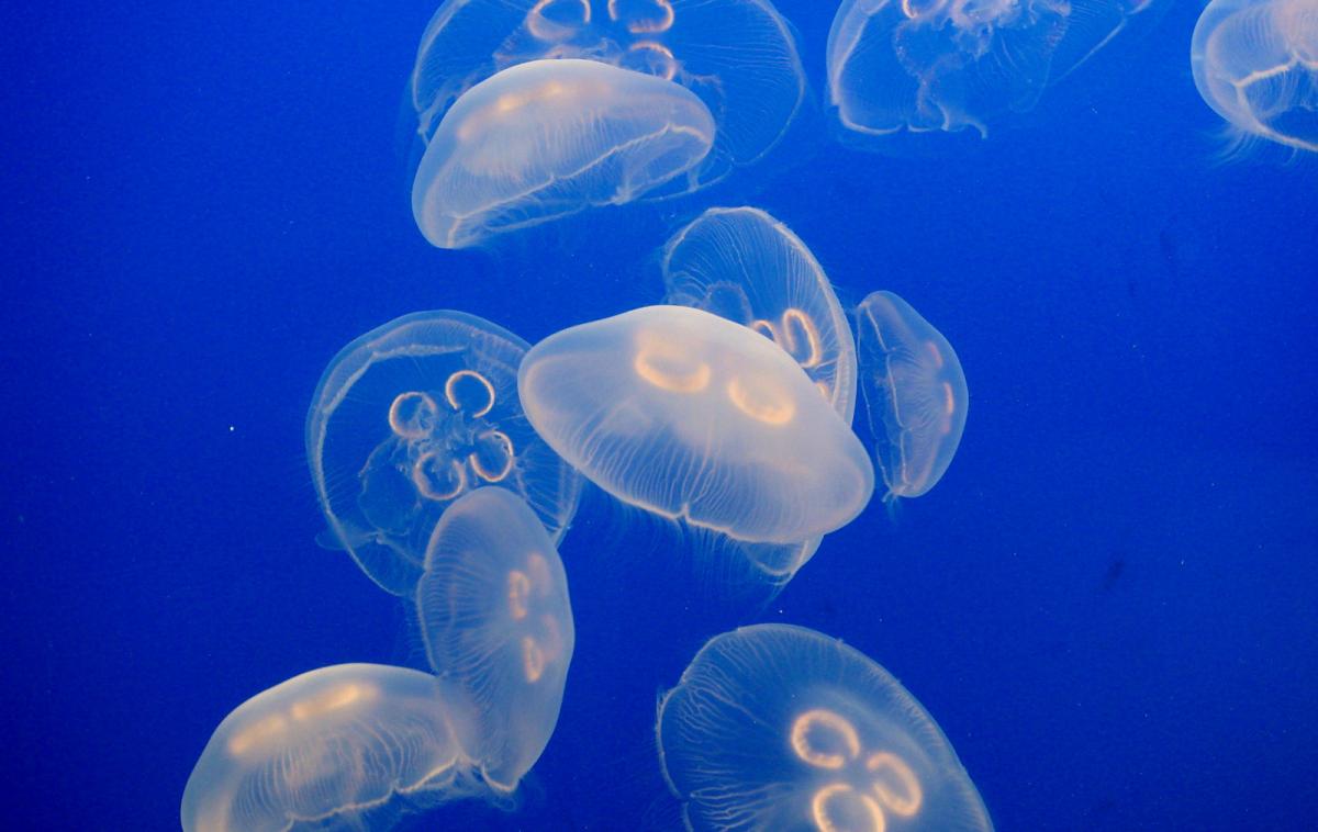 Moon Jelly | Megaquarium Wiki | Fandom