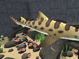 Leopard Shark