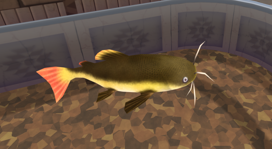 Redtail Catfish, Megaquarium Wiki
