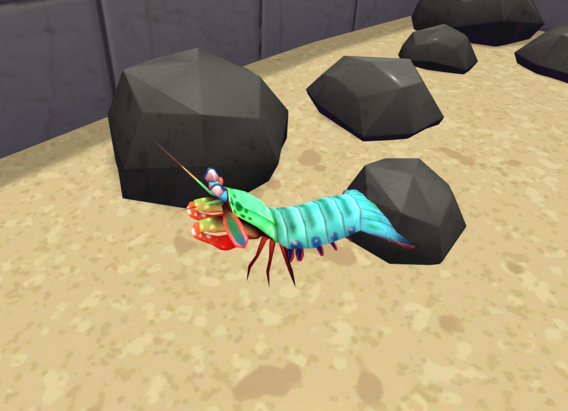peacock-mantis-shrimp-megaquarium-wiki-fandom