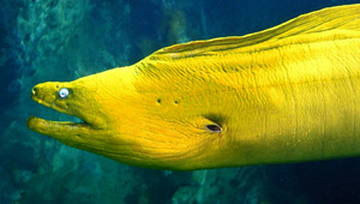 Lesser Sand Eel, NatureRules1 Wiki