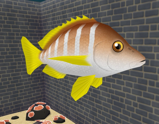 Schoolmaster Snapper | Megaquarium Wiki | Fandom