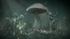 DEATH Cave Mushroom 2