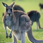 Healesville Sanctuary