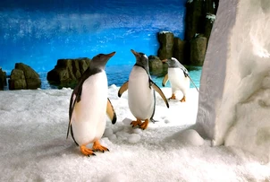 Gentoo penguins new to the Aquarium