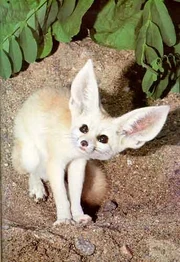 Горная лисичка чиффа