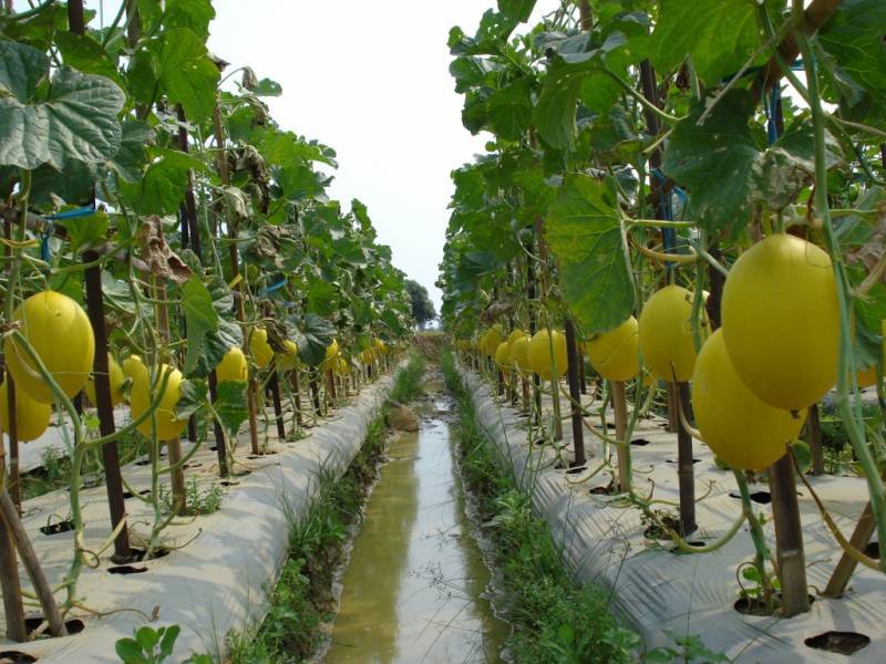 Golden Langkawi Melon Melons Wiki Fandom