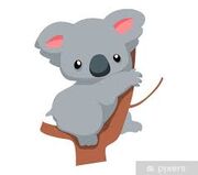 Koala