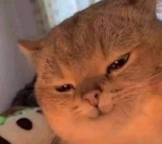 Grumpy Cat | Meme Cat Wiki | Fandom