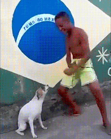 Cachorro Dancante Memepedia Wiki Fandom