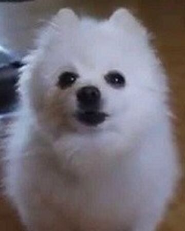 indoor dog pens walmart