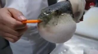 Puffer_fish_eating_carrot