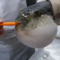 Pufferfish Eating A Carrot Teh Meme Wiki Fandom