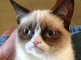 Grumpy Cat