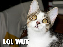 Lolcat