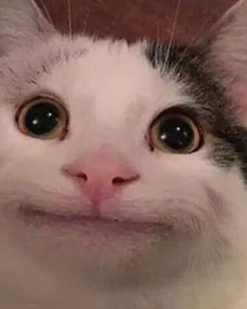 Polite Cat Teh Meme Wiki Fandom