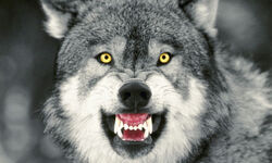 Snarling-Gray-Wolf-006