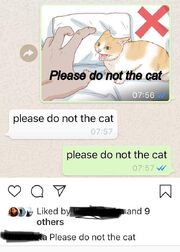 Please don't cat