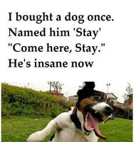 Stay the dog meme
