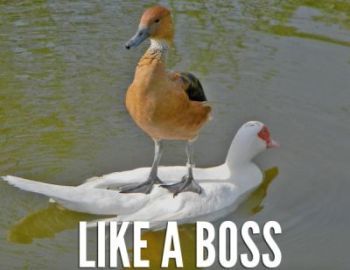 Like a Boss Meme -  Singapore