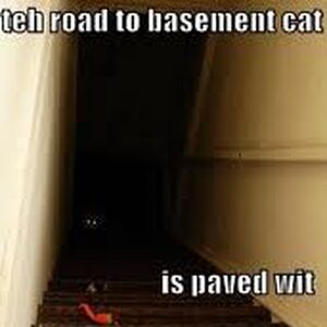 Basement Cat Image Gallery Teh Meme Wiki Fandom