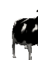 Dancing Polish Cow Teh Meme Wiki Fandom Cartoon and real cats dance to cheer you up. dancing polish cow teh meme wiki fandom