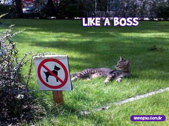 i lik cats lol