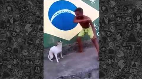 CACHORRO_DANÇANDO_UM_SOM_-_É_O_VÍRUS_ZIKA!_KKKKKKK