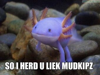 So I Herd U Liek Mudkipz Teh Meme Wiki Fandom So I Herd U Liek Mudkipz Teh Meme Wiki Fandom