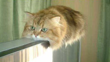 Monorail Cat Teh Meme Wiki Fandom